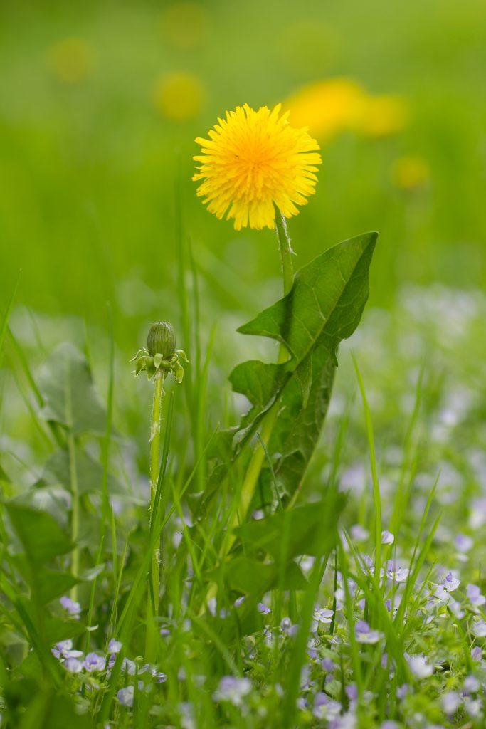 Mein Gartenjahr