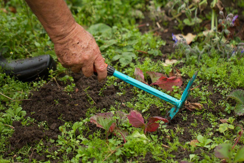 Im Sommer, wenn die Beete bepflanzt sind, ist es wichtig, regelmäßig zu Hacken.