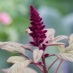 Fuchschwanz