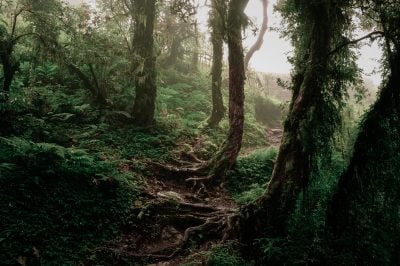 Ur-Wald