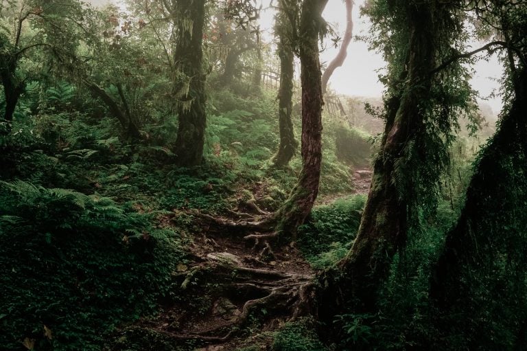 Ur-Wald