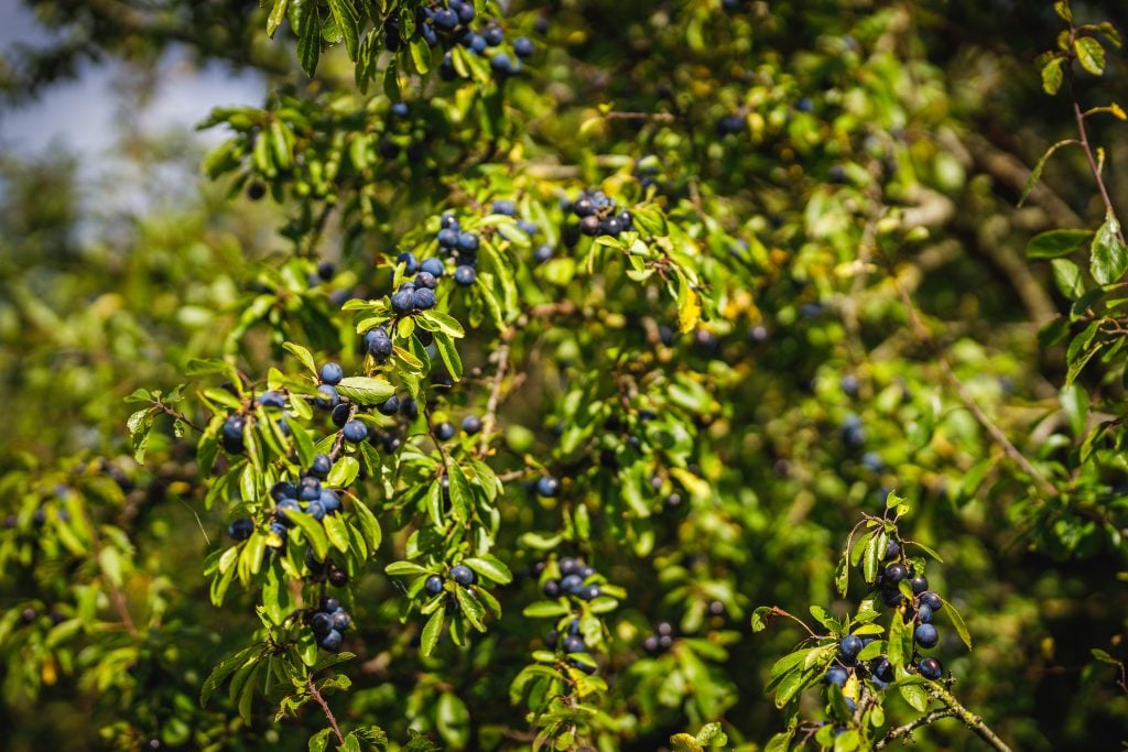 Schlehdorn (Prunus spinosa)