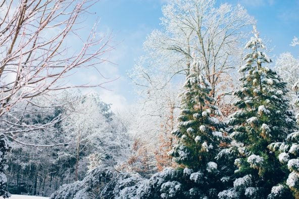 Winter