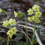 Schluesselblume