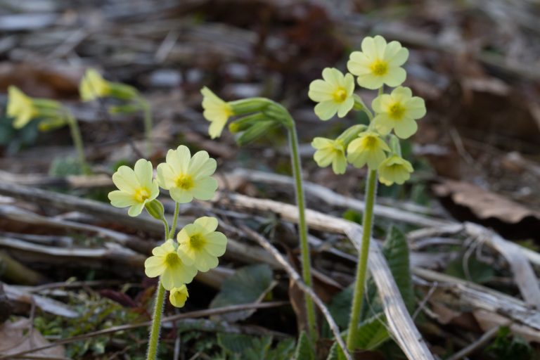 Schluesselblume