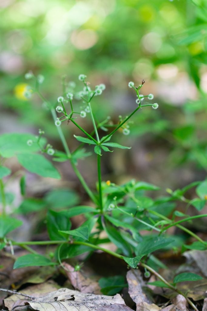 Waldmeister