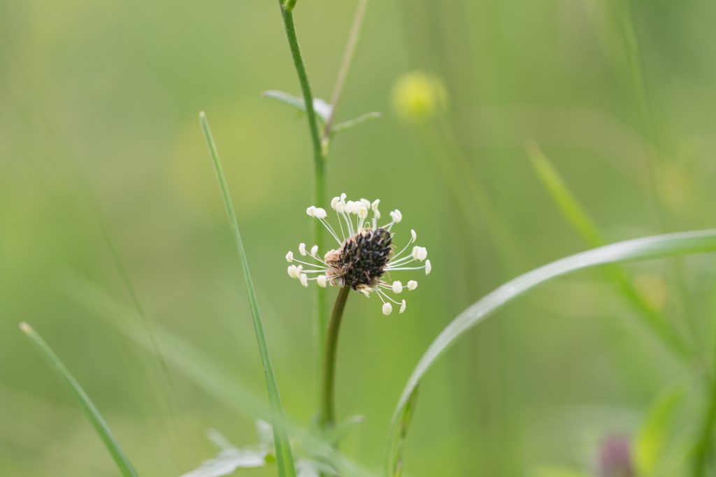 Spitzwegerich