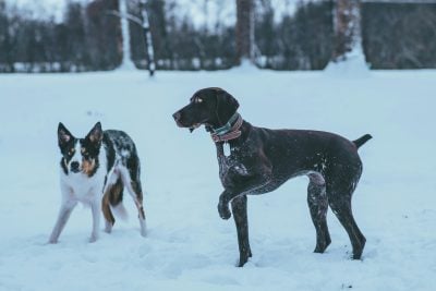 Hunde im Schnee