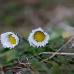 Gänseblümchen