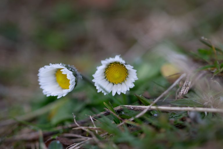 Gänseblümchen