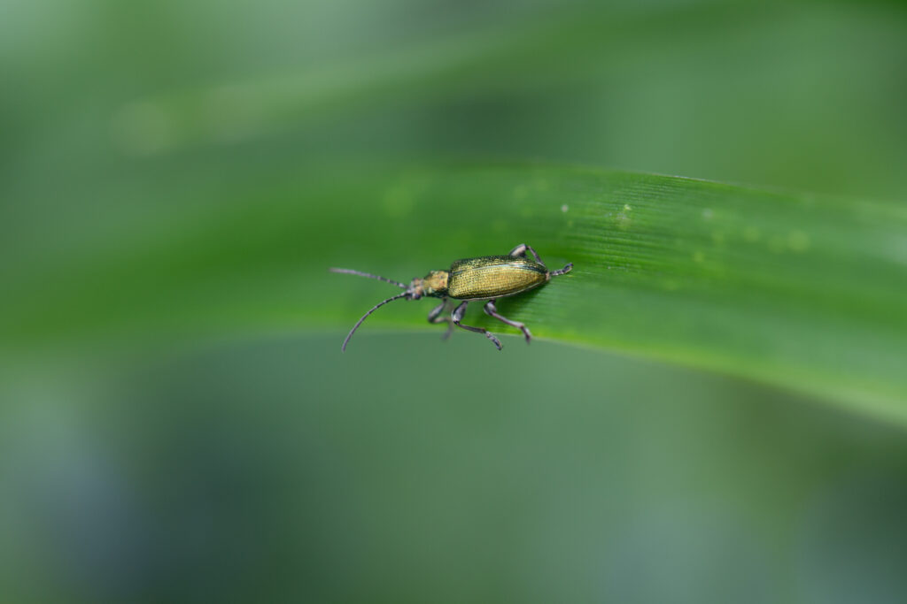 Gartenleben mit Insekten