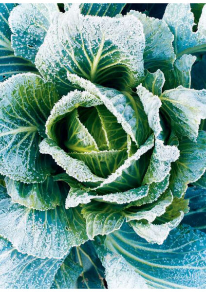 Leseprobe Gartenkalender 25_Seite_06