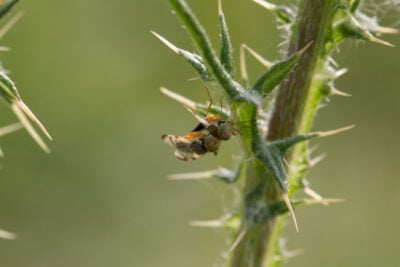 Käfer