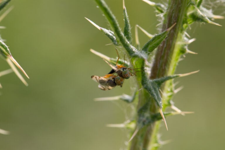 Käfer