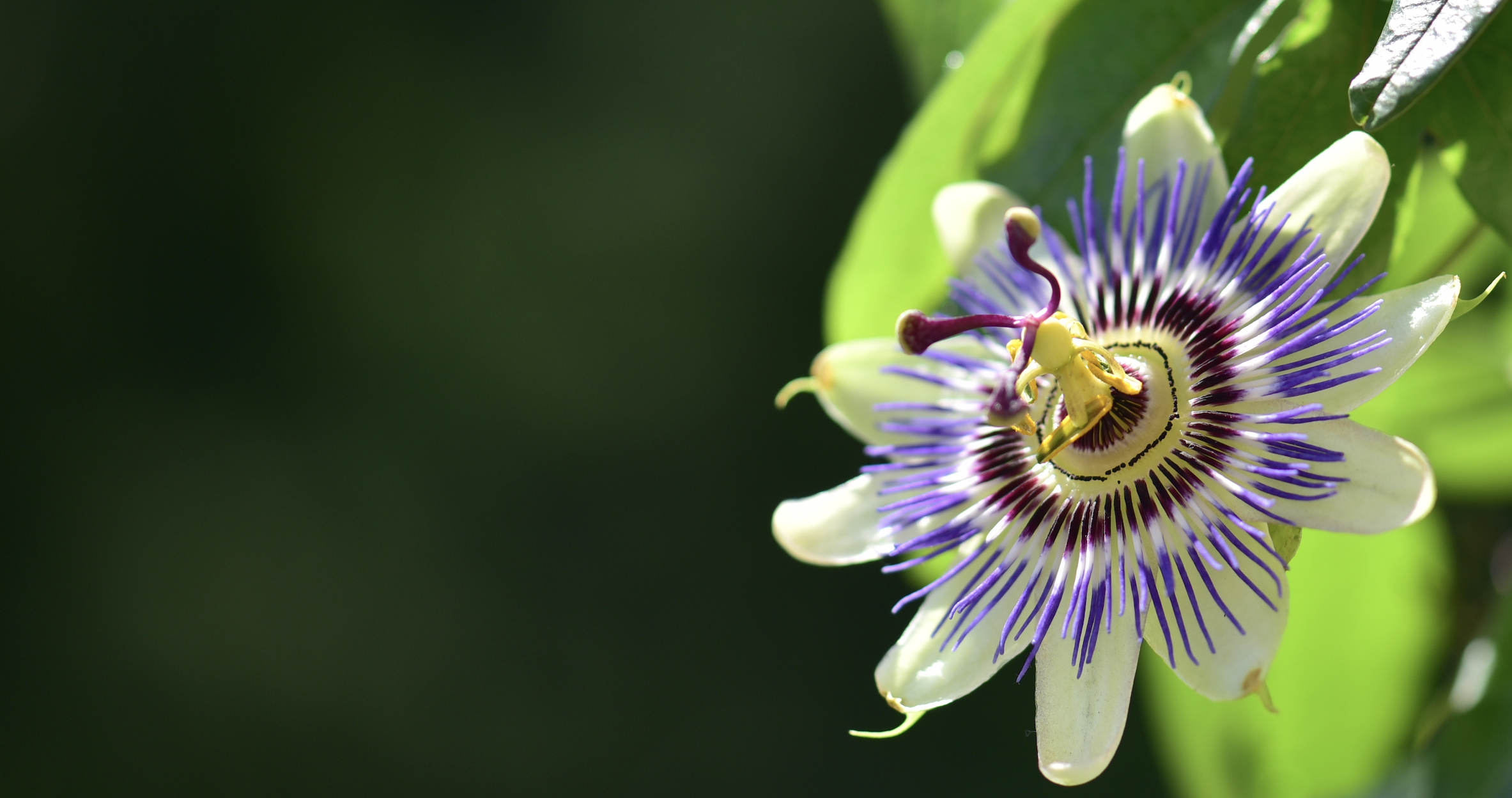 Passionsblume