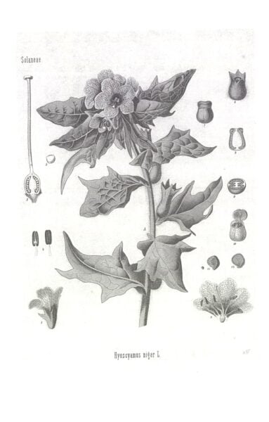 Götterpflanze Bilsenkraut Leseprobe2